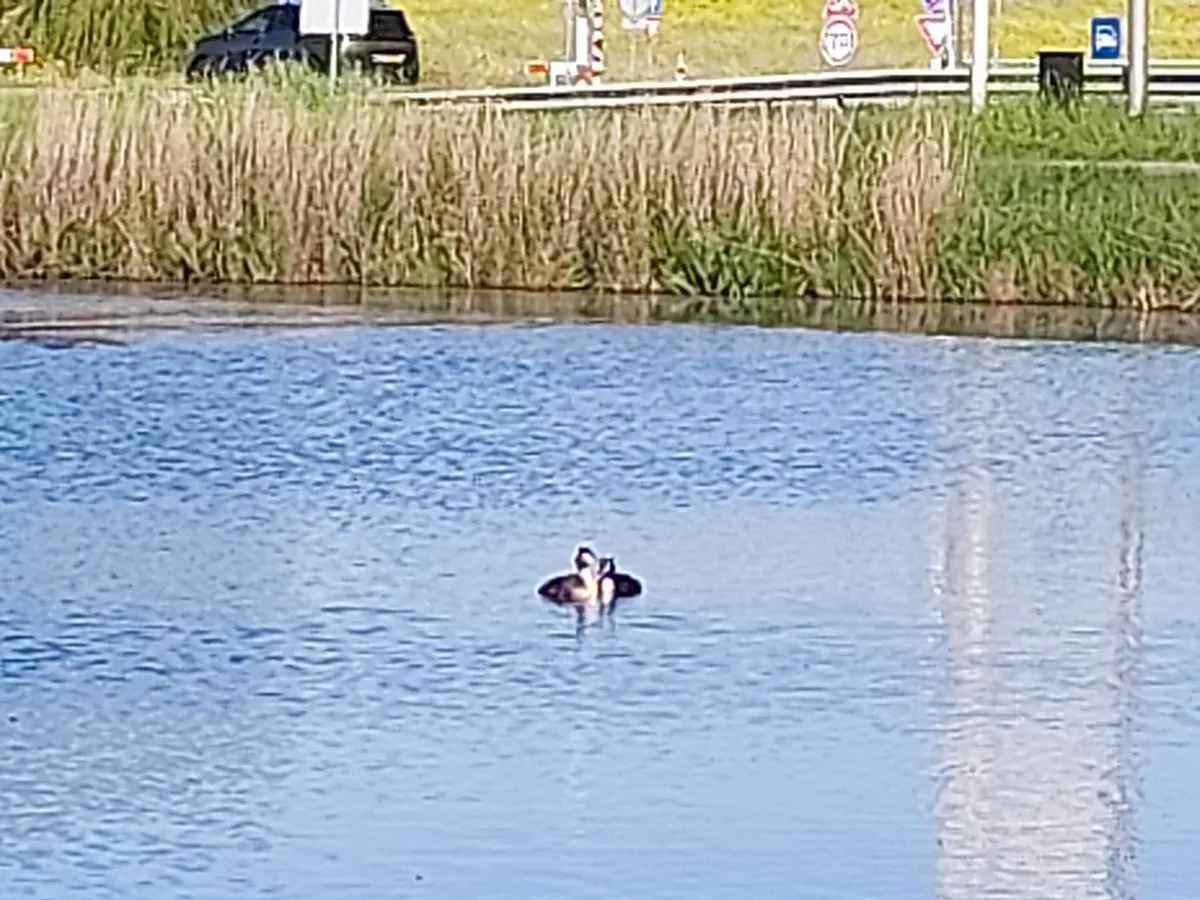 Waargenomen Fuut