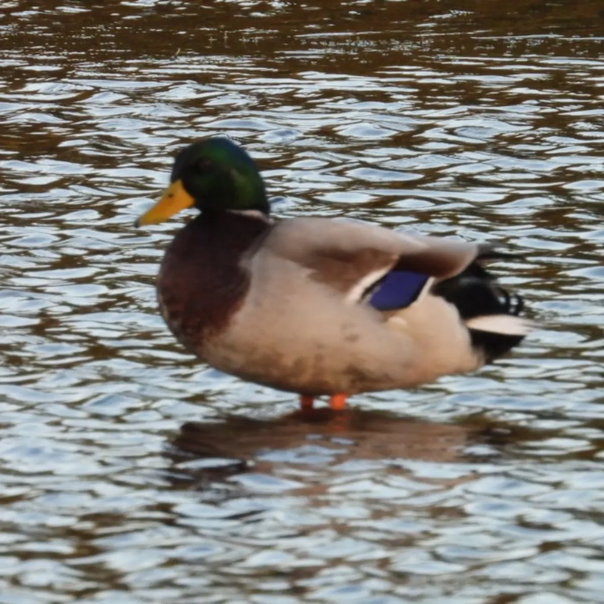 Spotted Mallard
