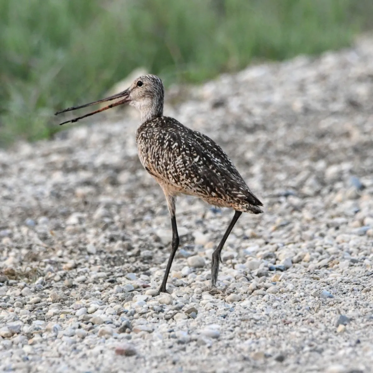 Spotted Marbled Godwit