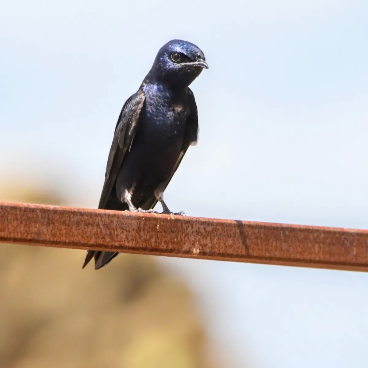 Gespotte Purperzwaluw