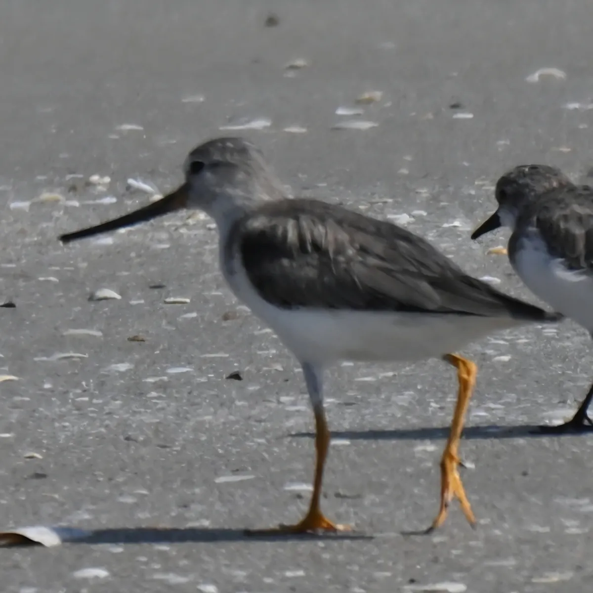 Gespotte Terekruiter