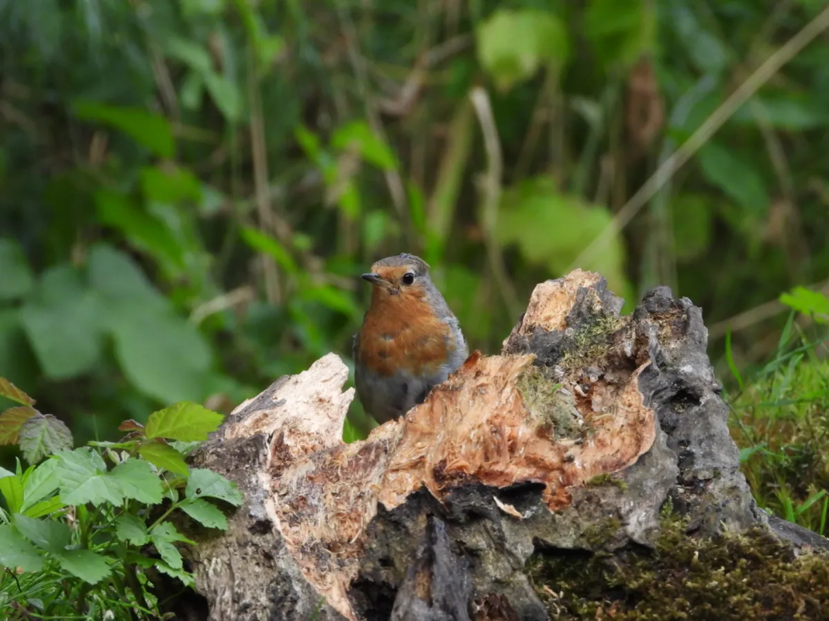 Spotted European Robin