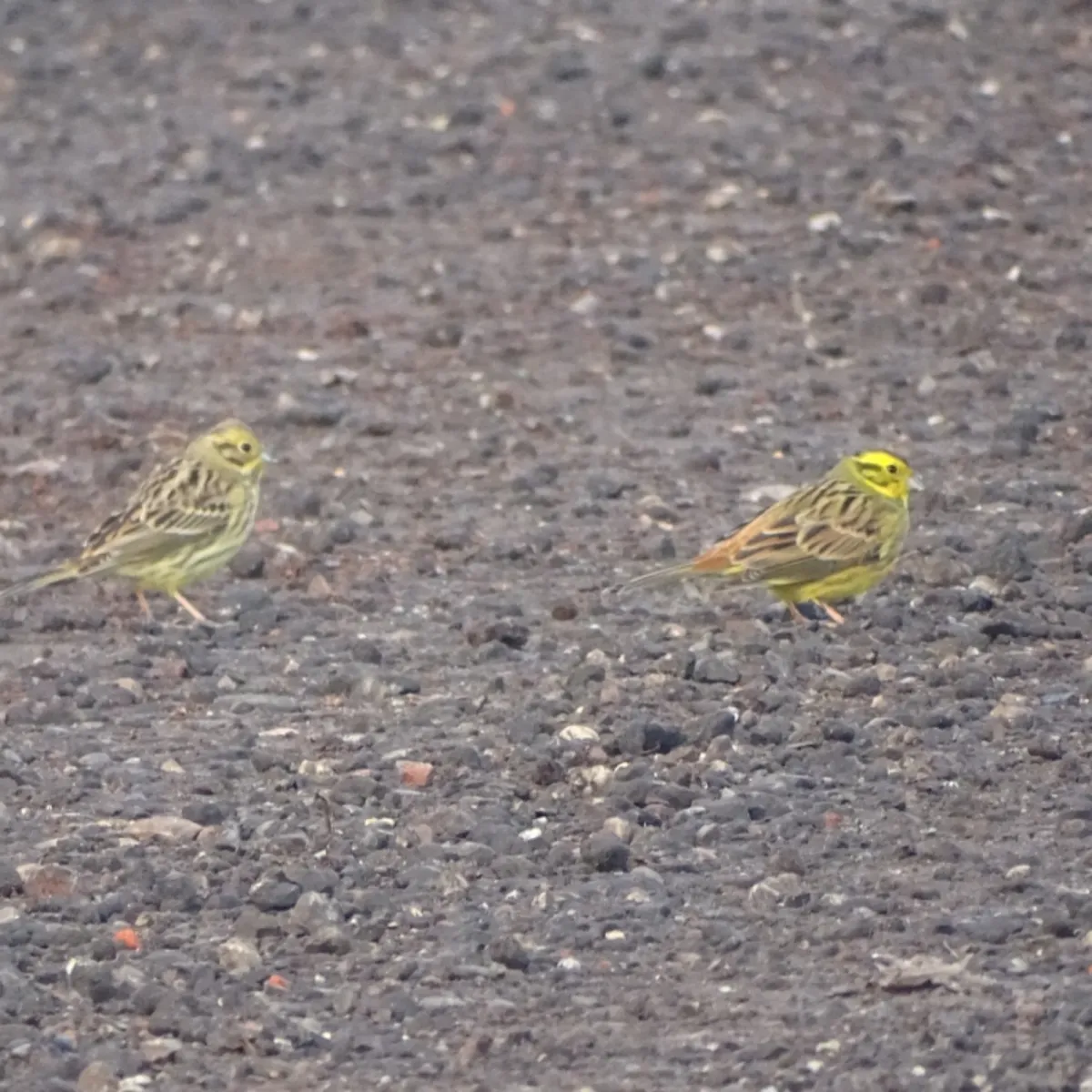 Spotted Yellowhammer