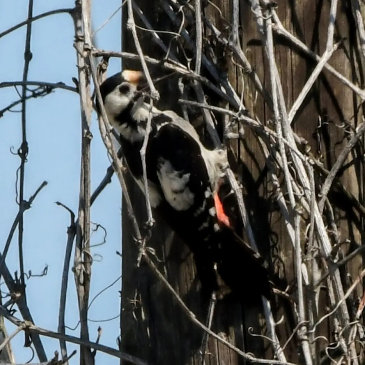 Spotted Syrian Woodpecker