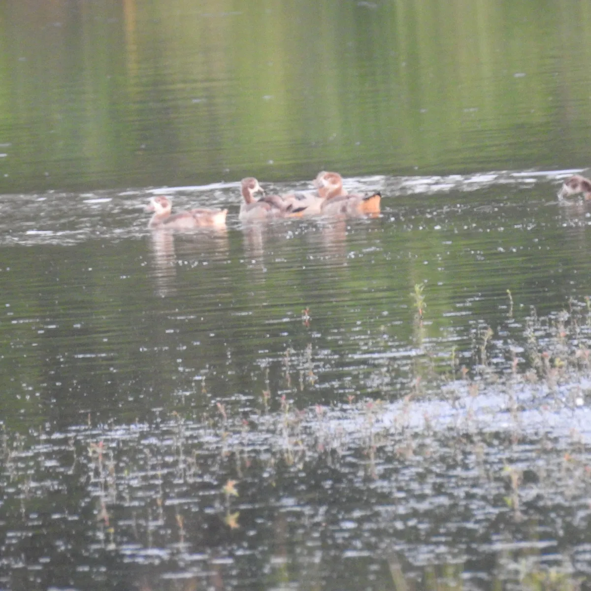 Spotted Egyptian Goose
