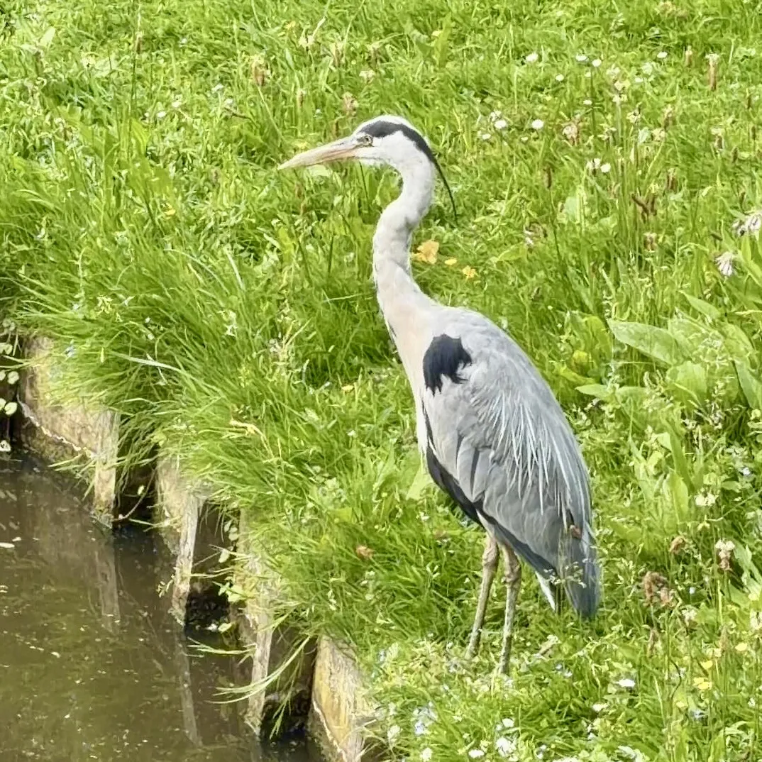 Waargenomen Blauwe reiger