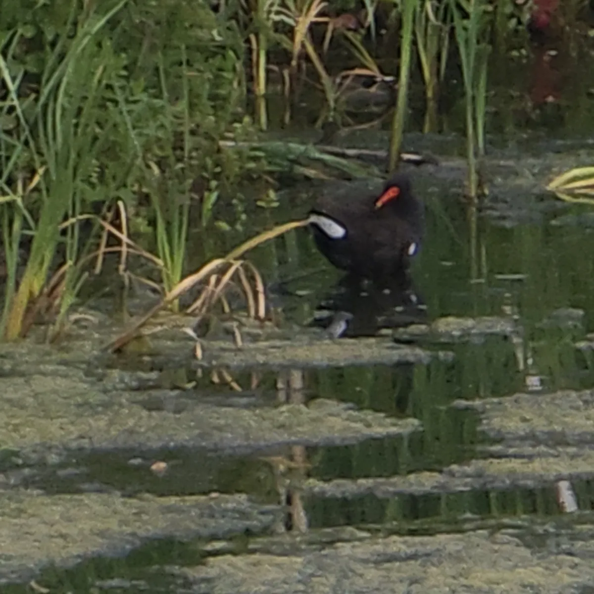 Spotted Eurasian Moorhen