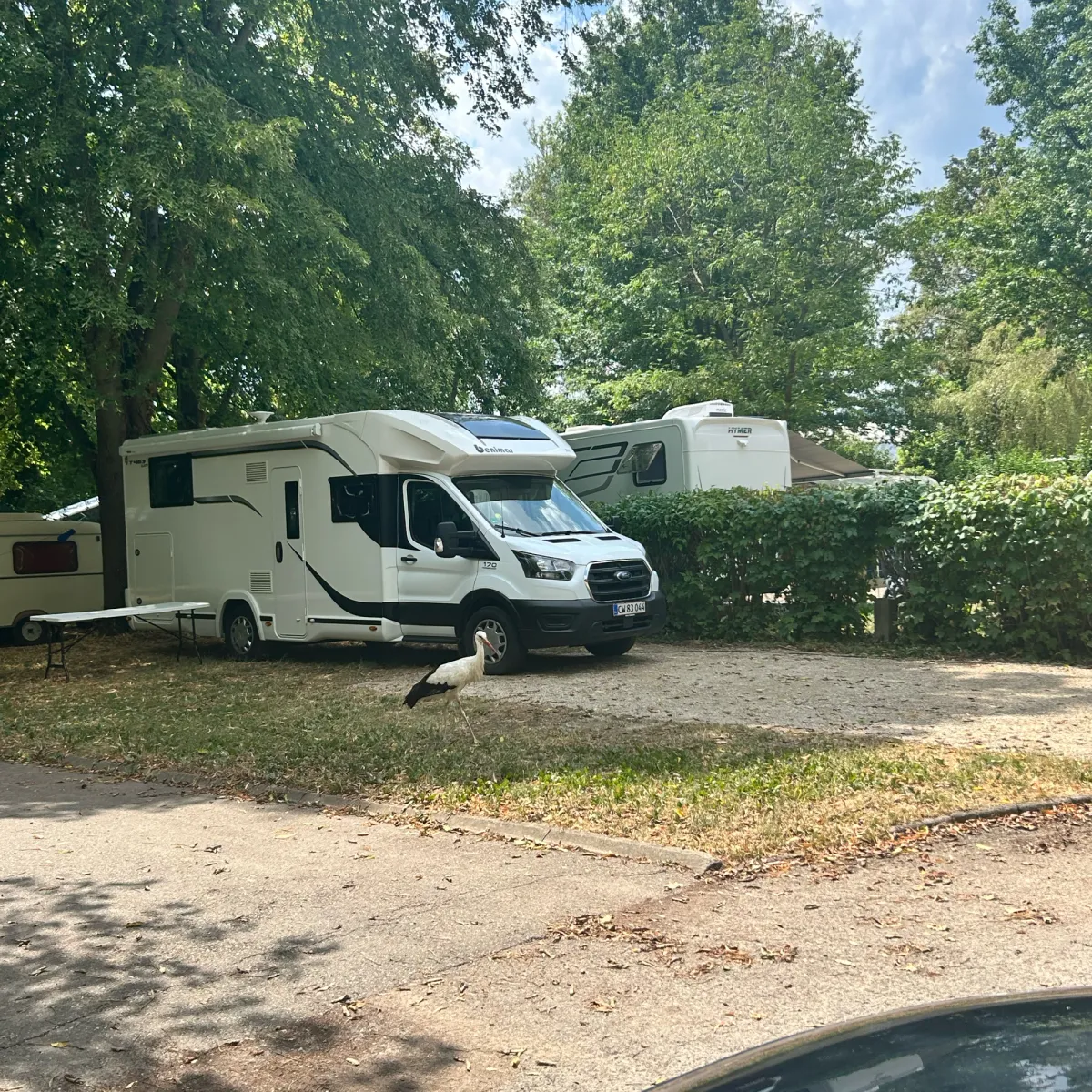 Waargenomen Ooievaar