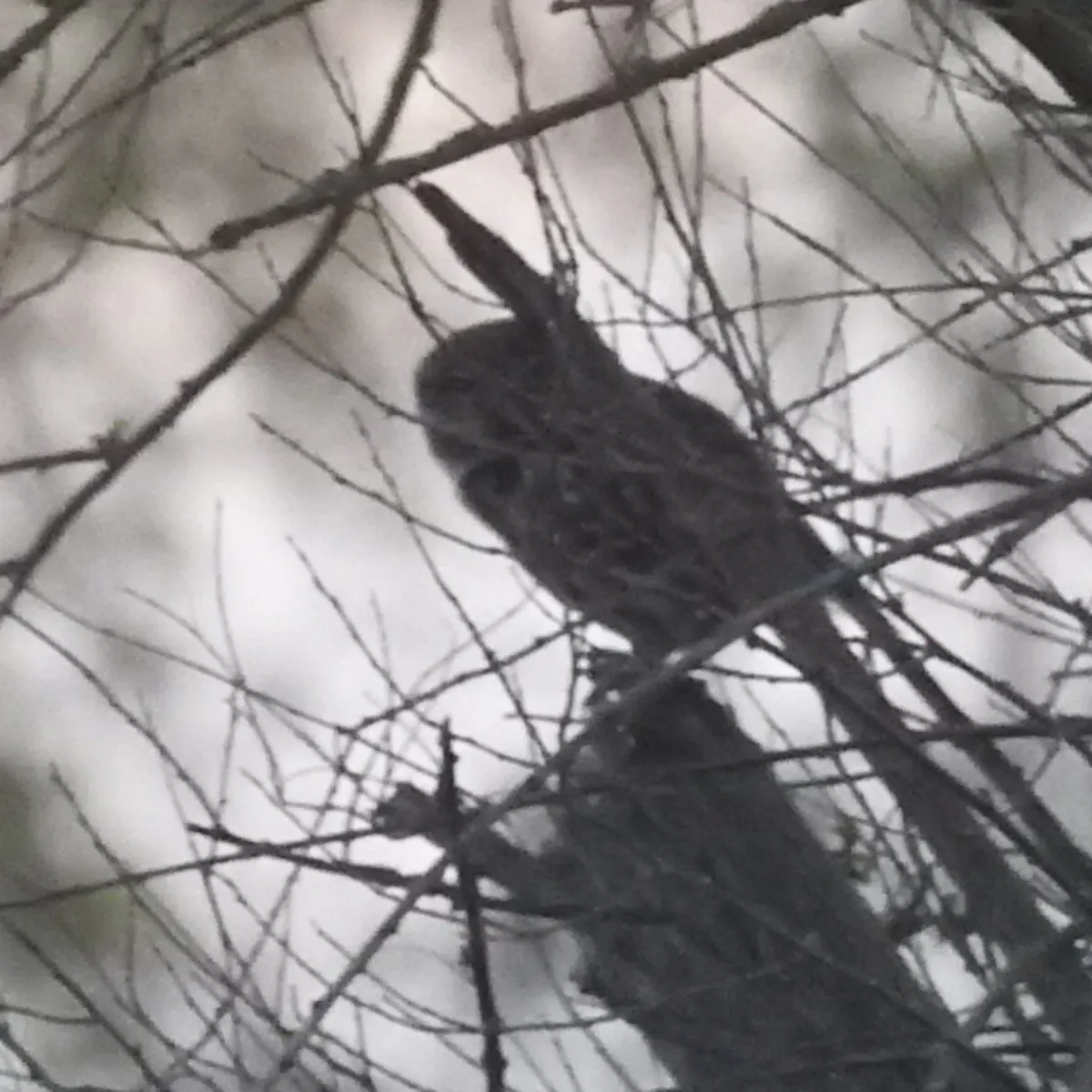 Spotted Little Owl