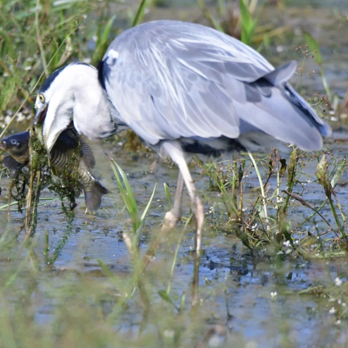 Gespotte Blauwe reiger