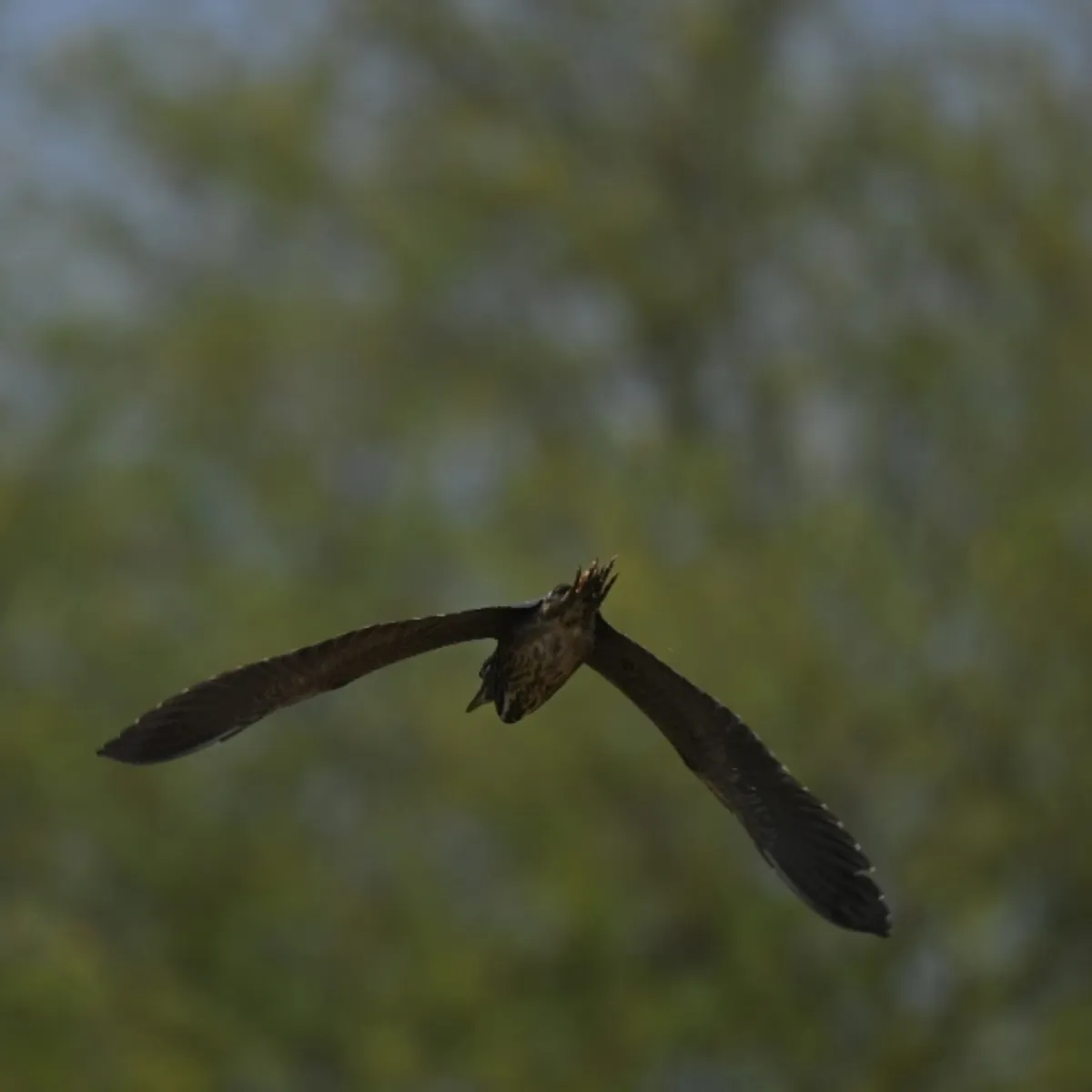 Spotted Black Bittern