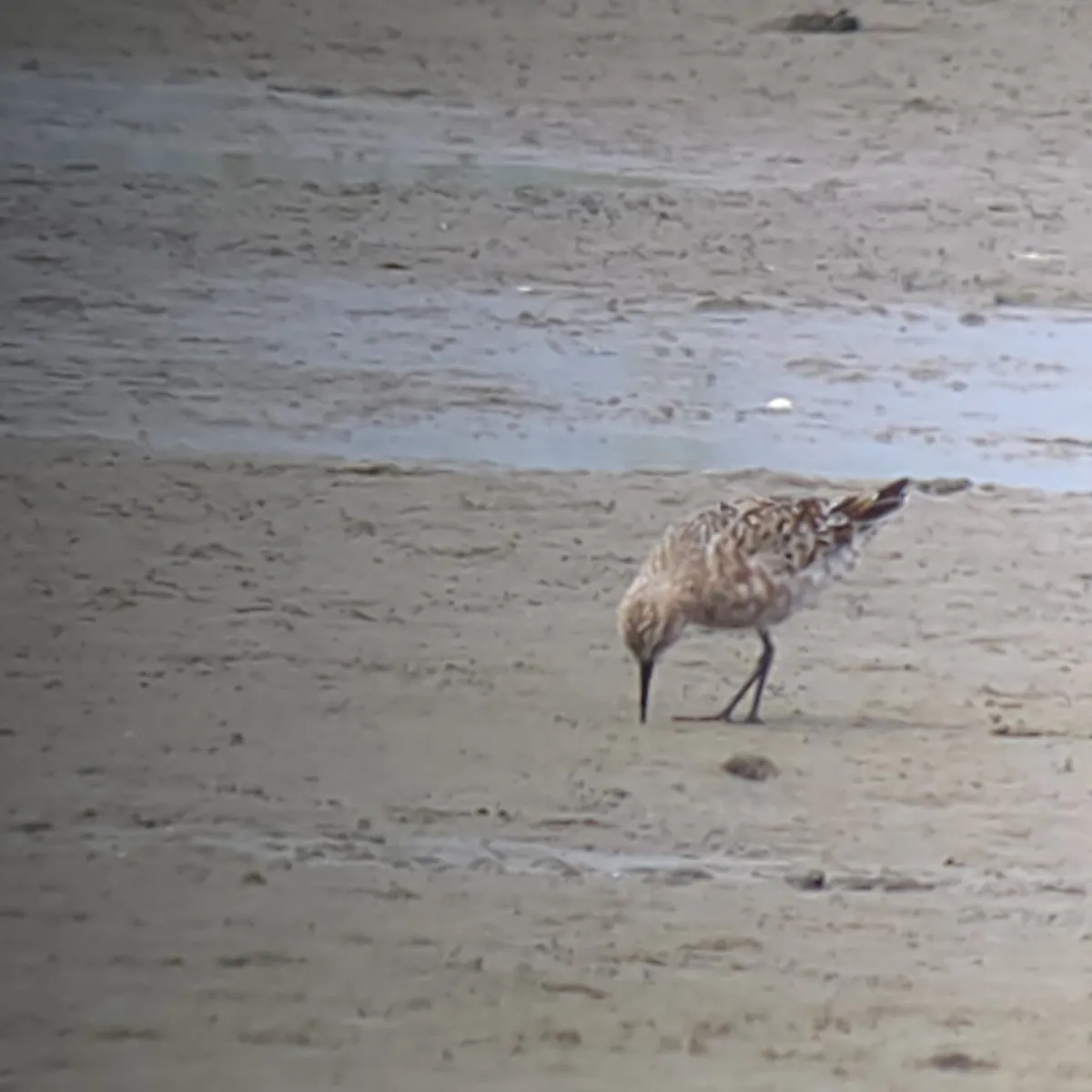Spotted Curlew Sandpiper