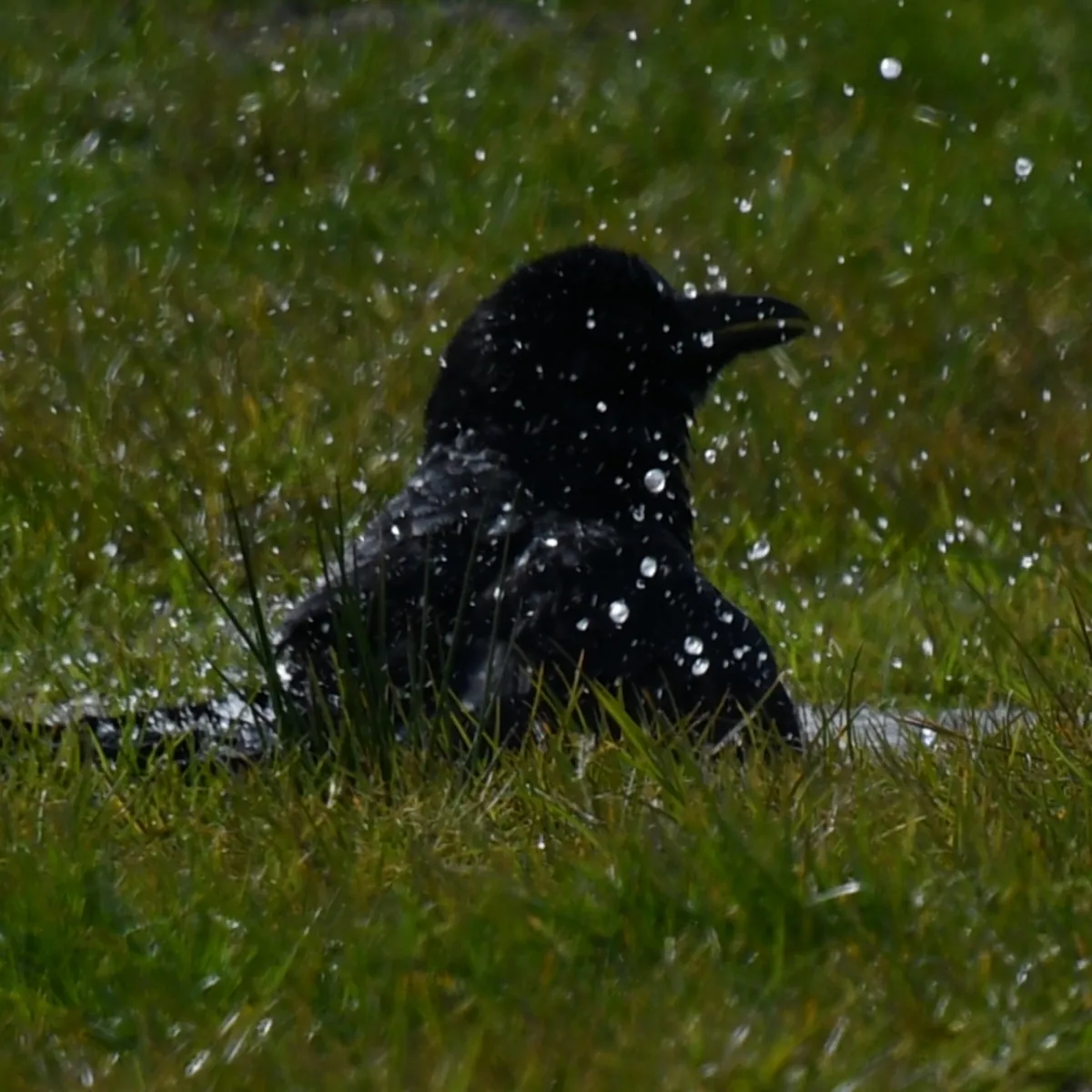 Spotted Carrion Crow