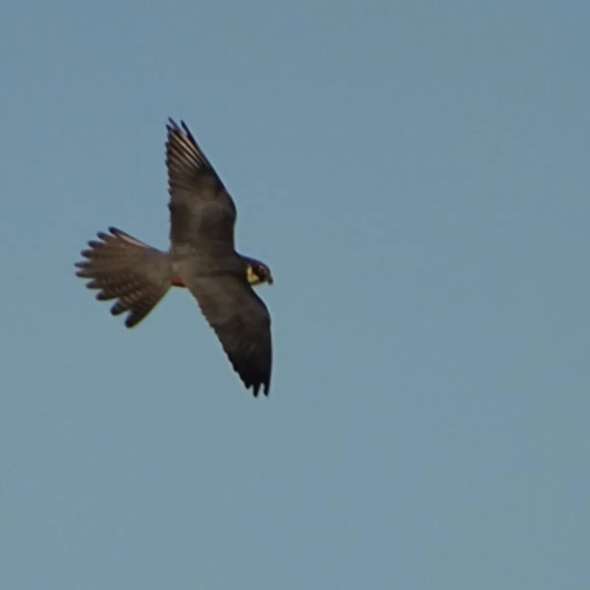 Spotted Eurasian Hobby