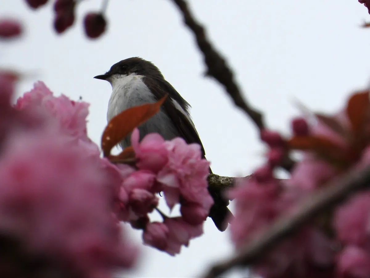 Gespotte Bonte vliegenvanger