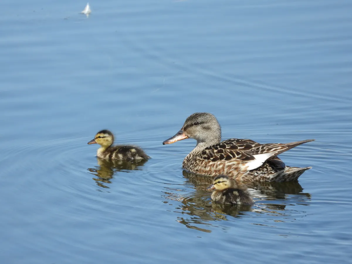 Spotted Mallard