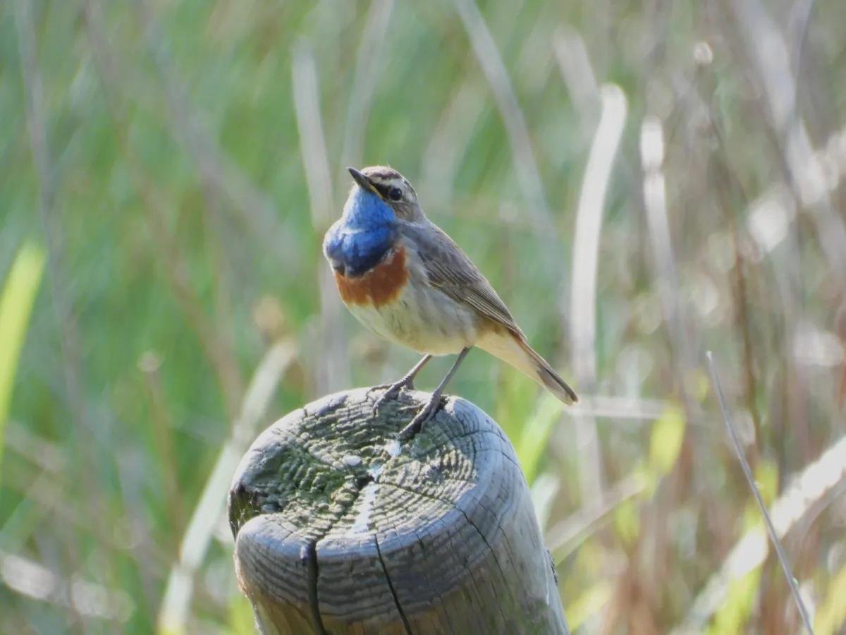 Waargenomen Blauwborst