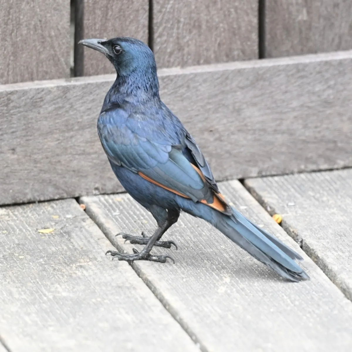 Spotted Red-winged Starling