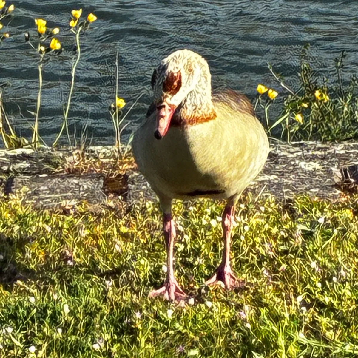 Spotted Egyptian Goose