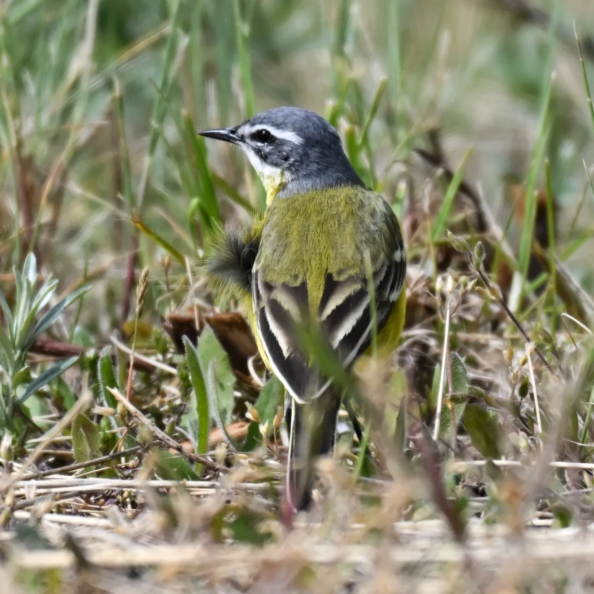Spotted Western Yellow Wagtail