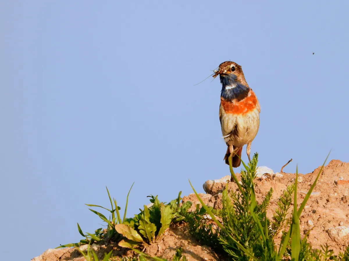 Waargenomen Blauwborst