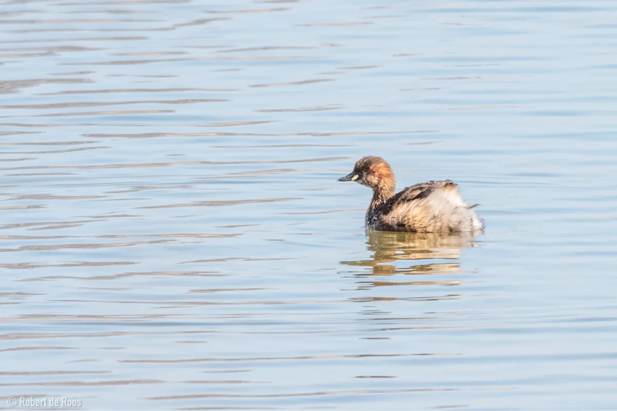 Spotted Little Grebe