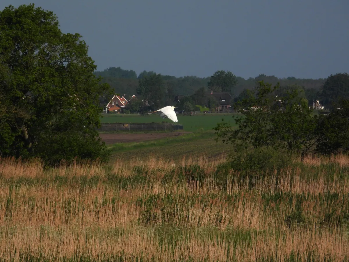 Waargenomen Grote zilverreiger