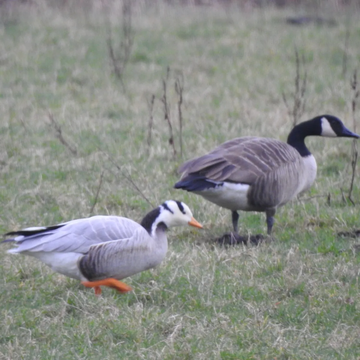 Gespotte Indische gans