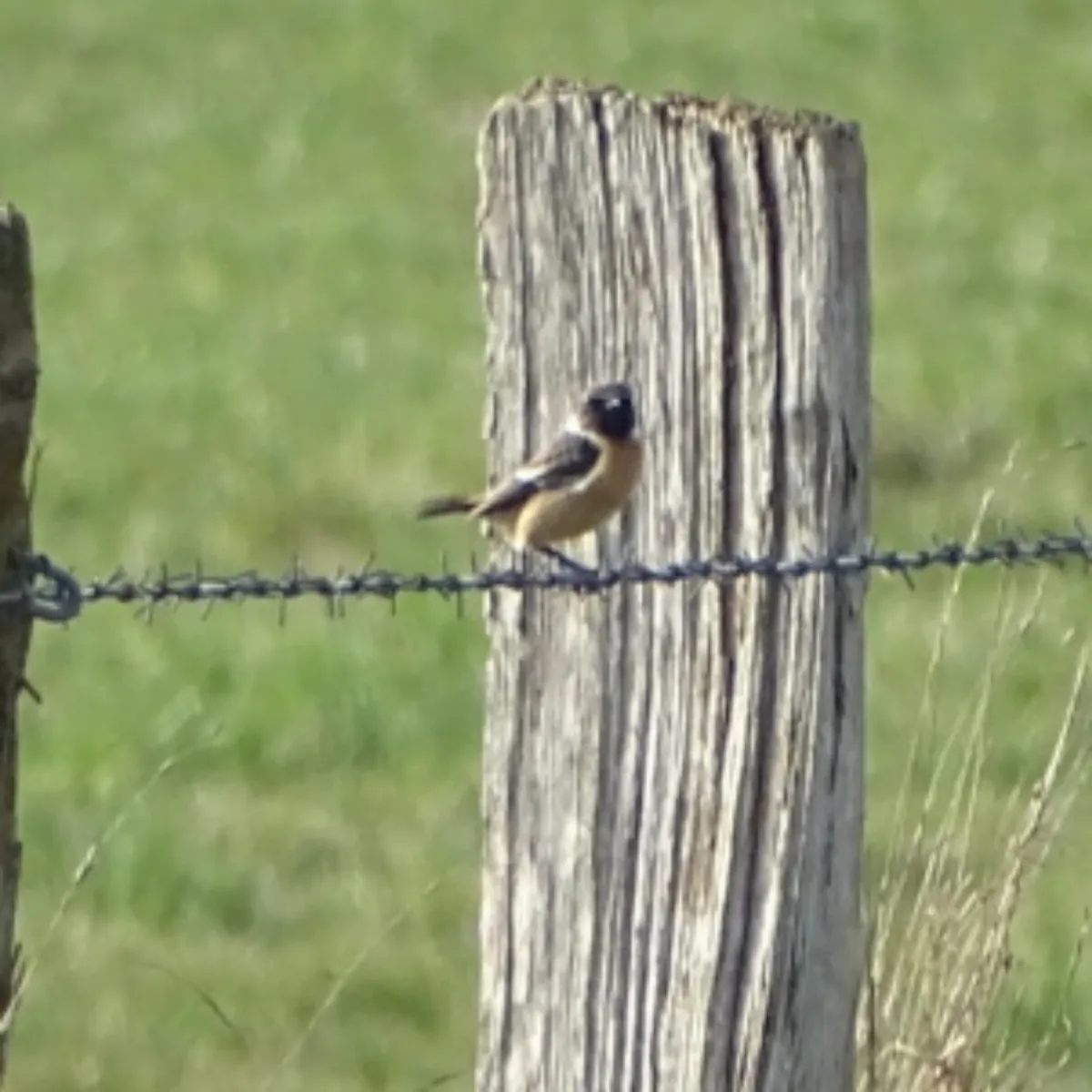 Spotted European Stonechat
