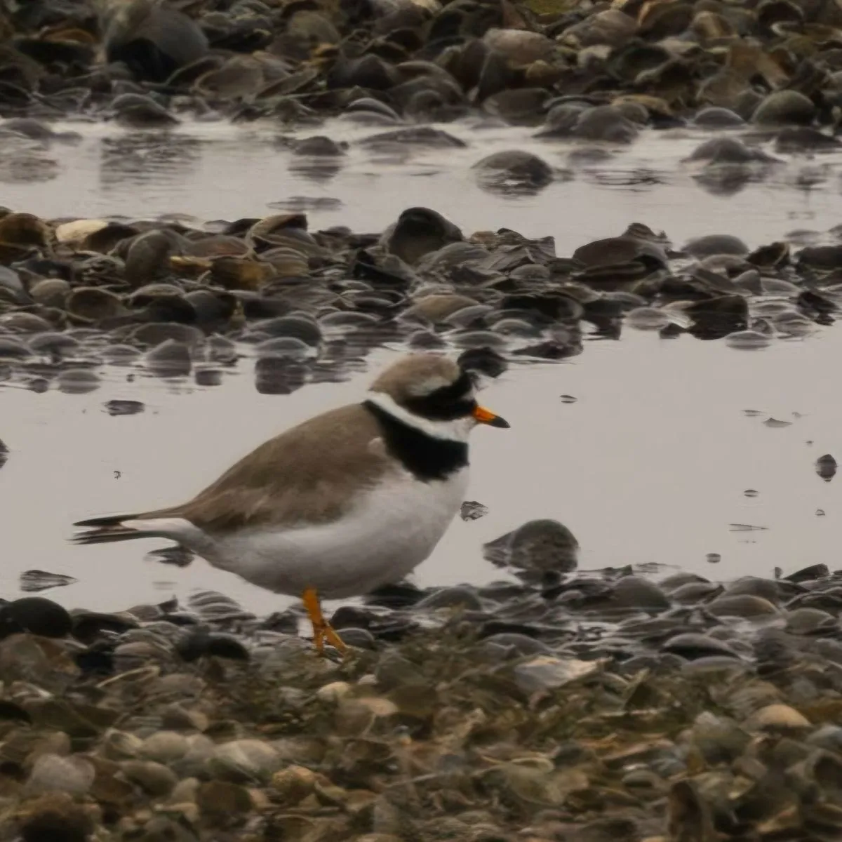 Spotted Common Ringed Plover