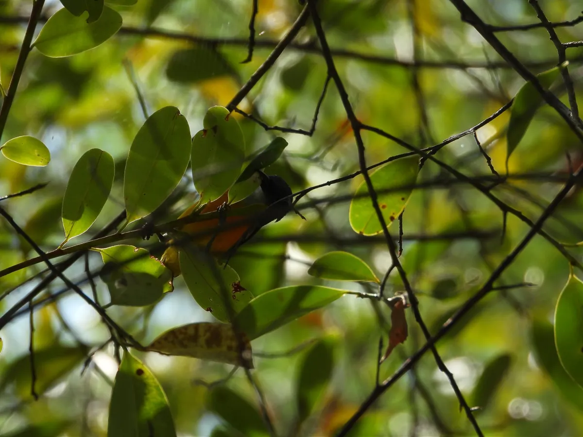 Gespotte Oranjebuikhoningvogel