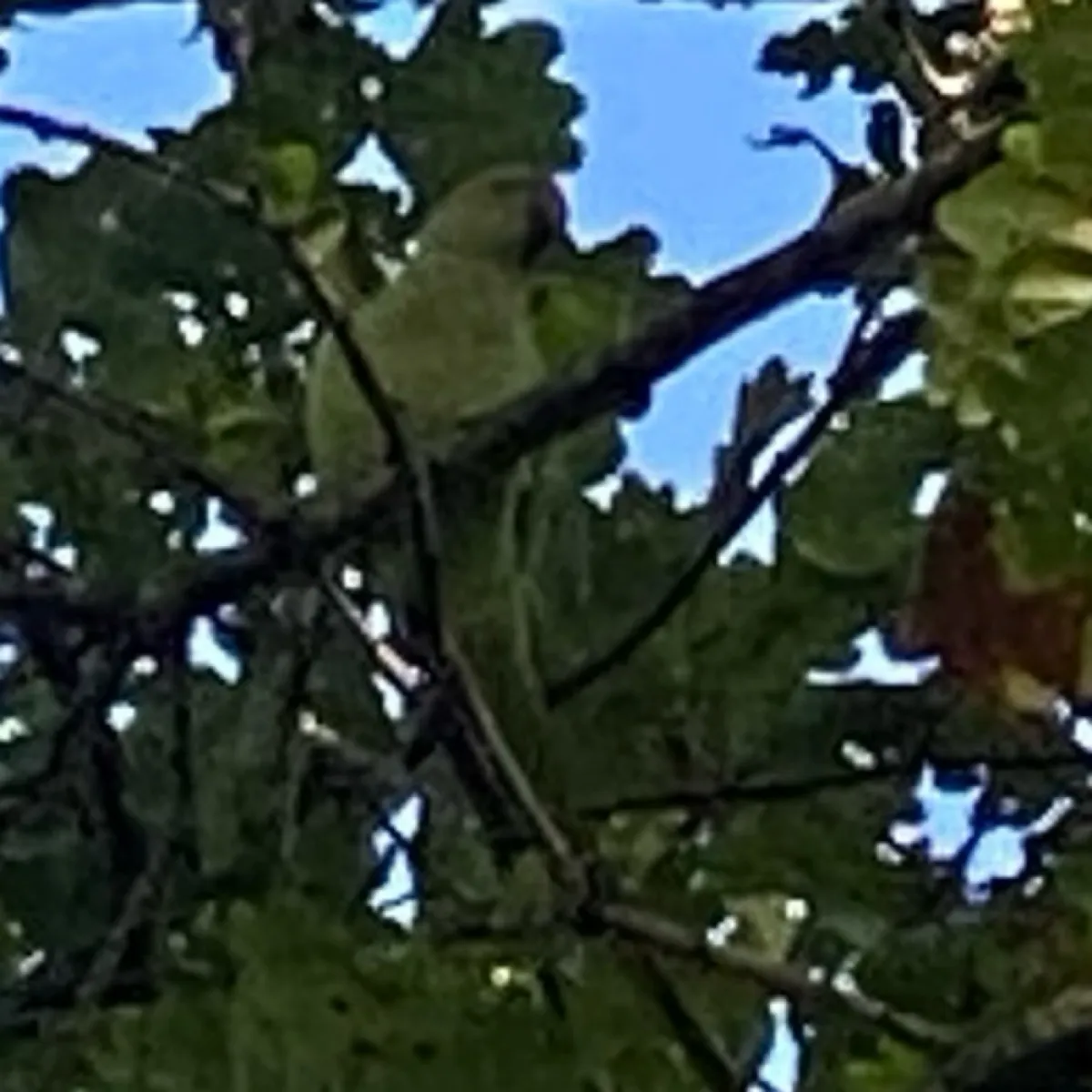 Spotted Rose-ringed Parakeet