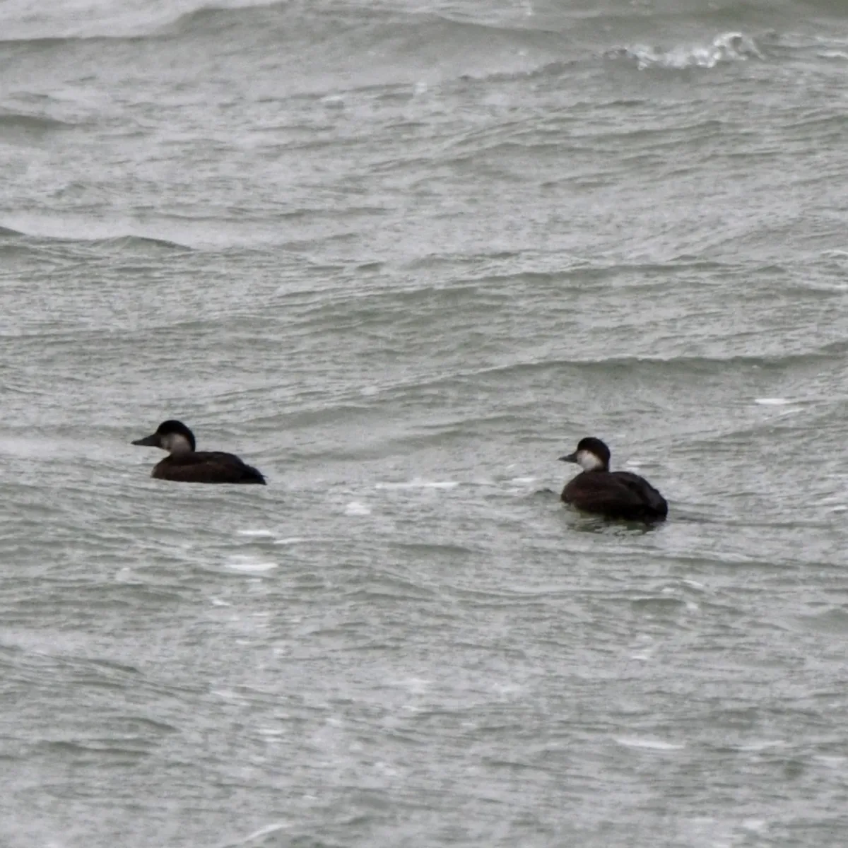 Spotted Common Scoter