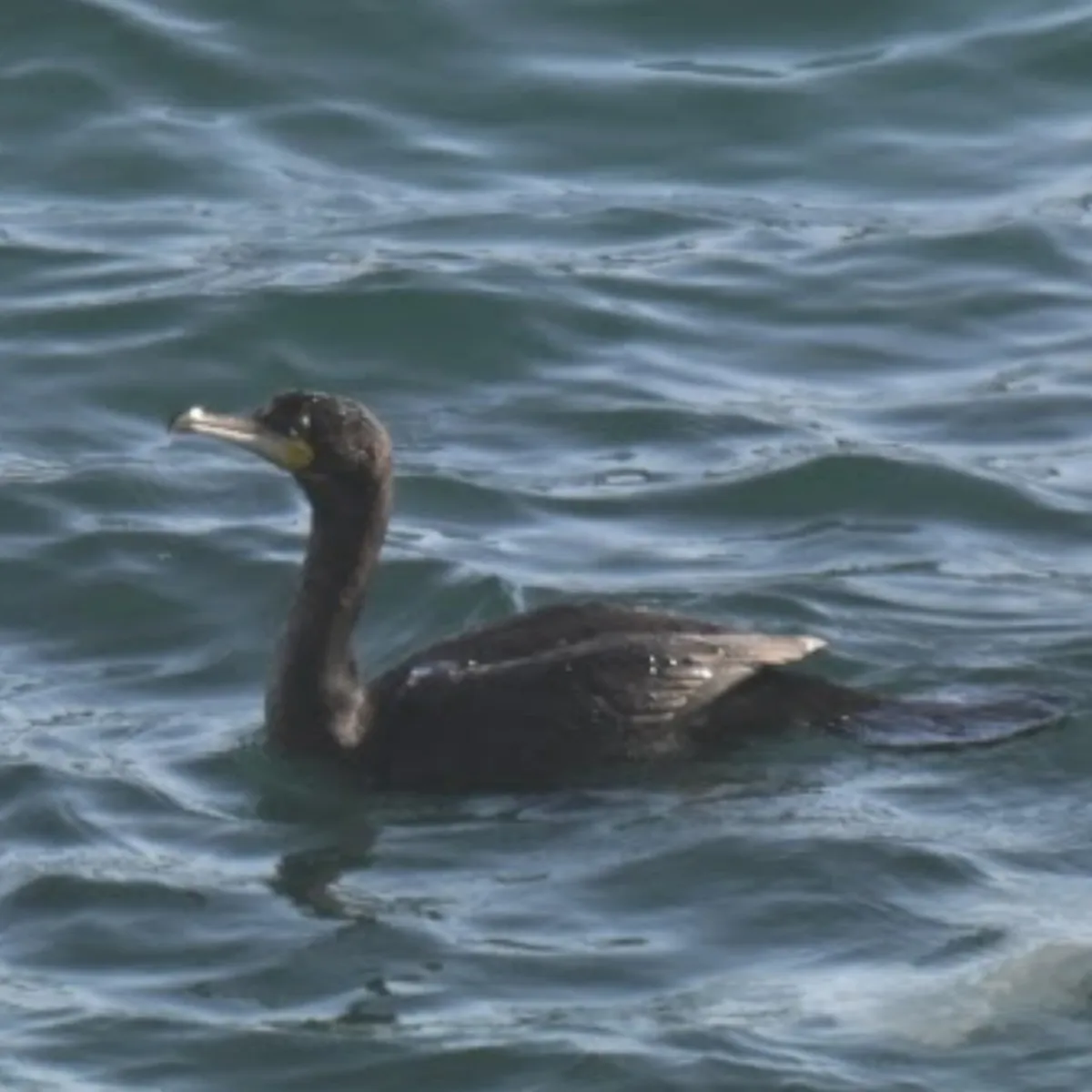 Spotted Cape Cormorant