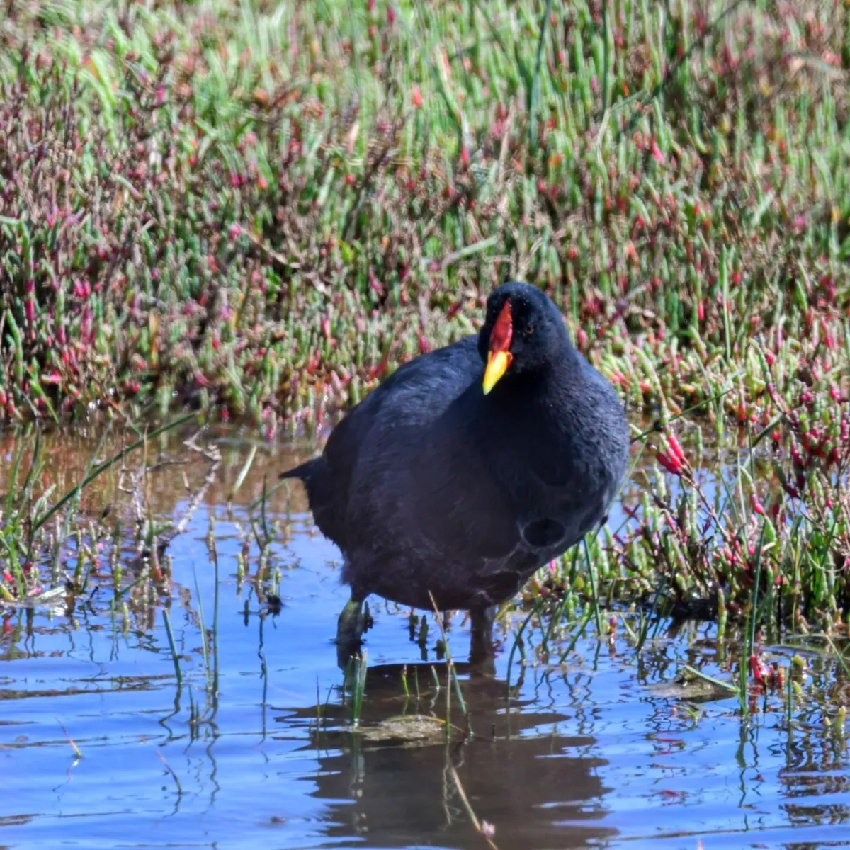 Spotted Red-fronted Coot