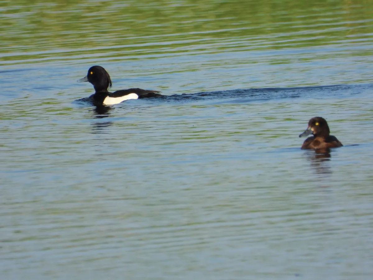 Spotted Tufted Duck