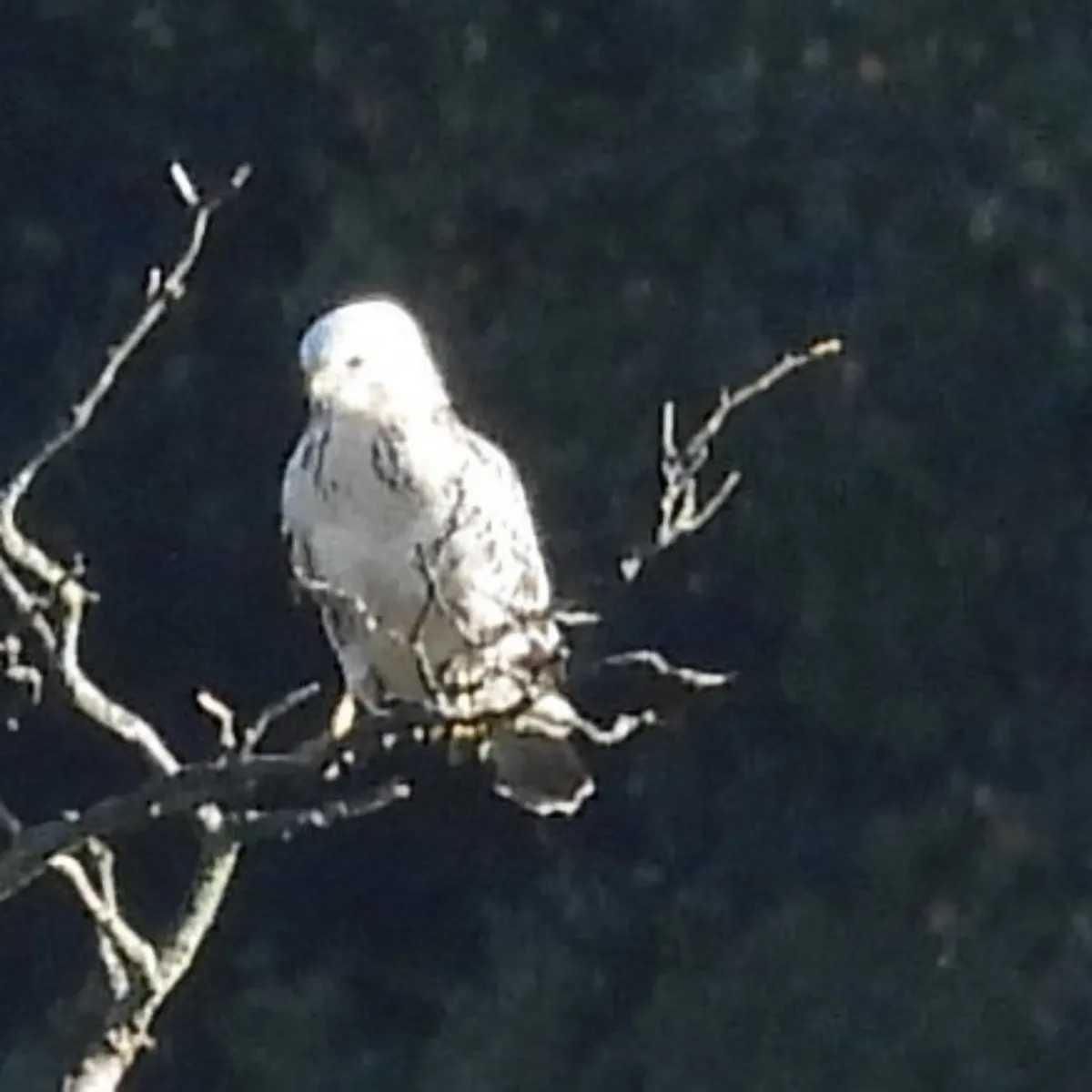 Waargenomen Buizerd