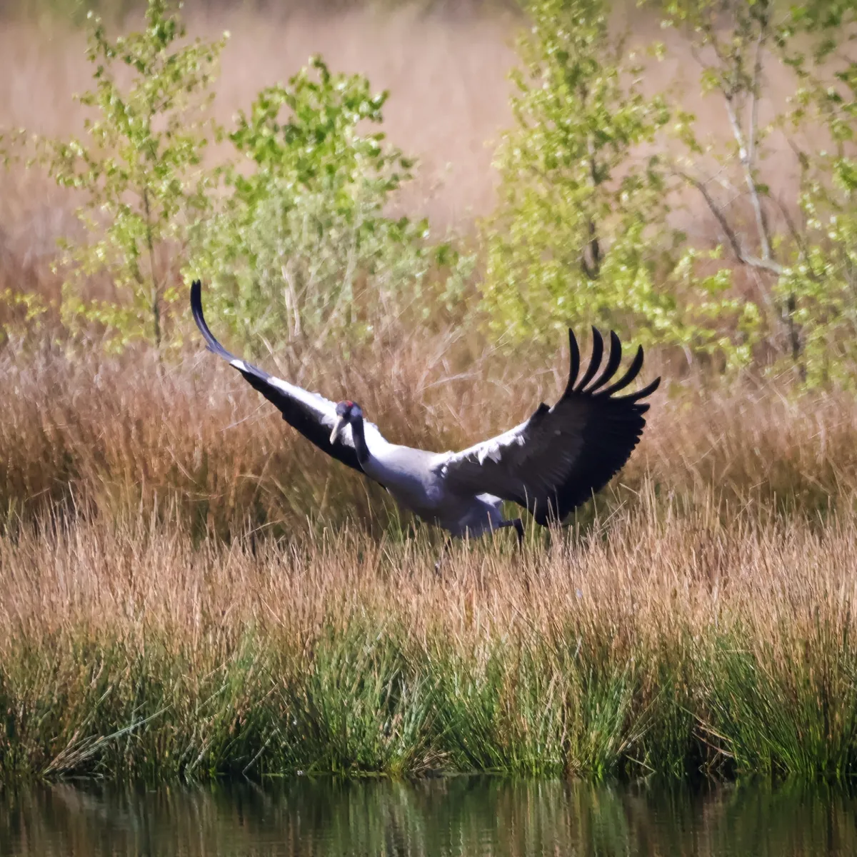 Spotted Common Crane