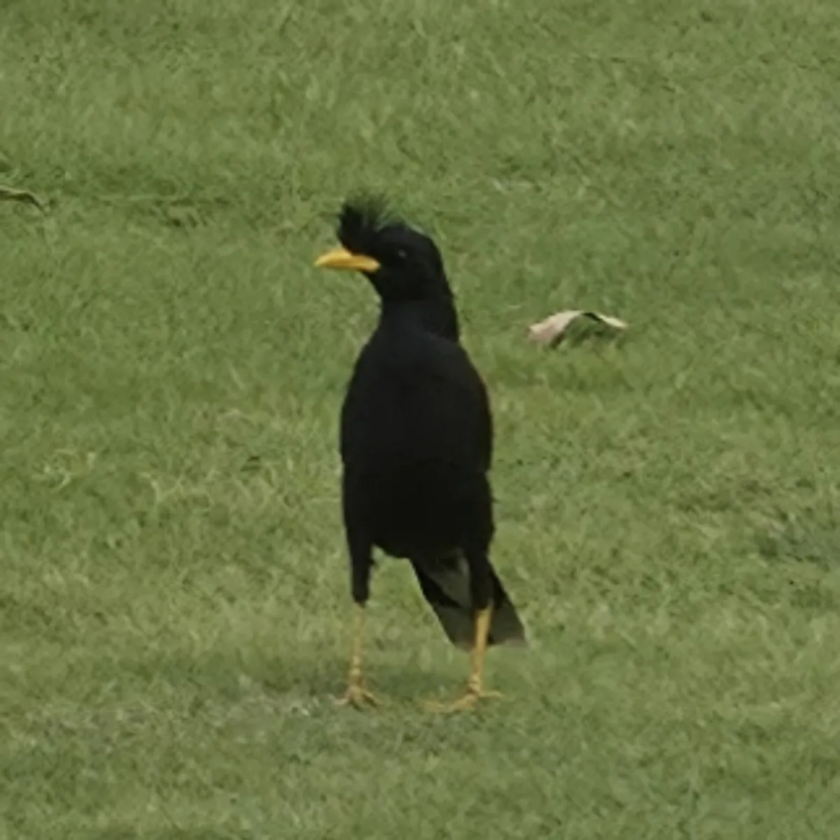 Gespotte Grote maina