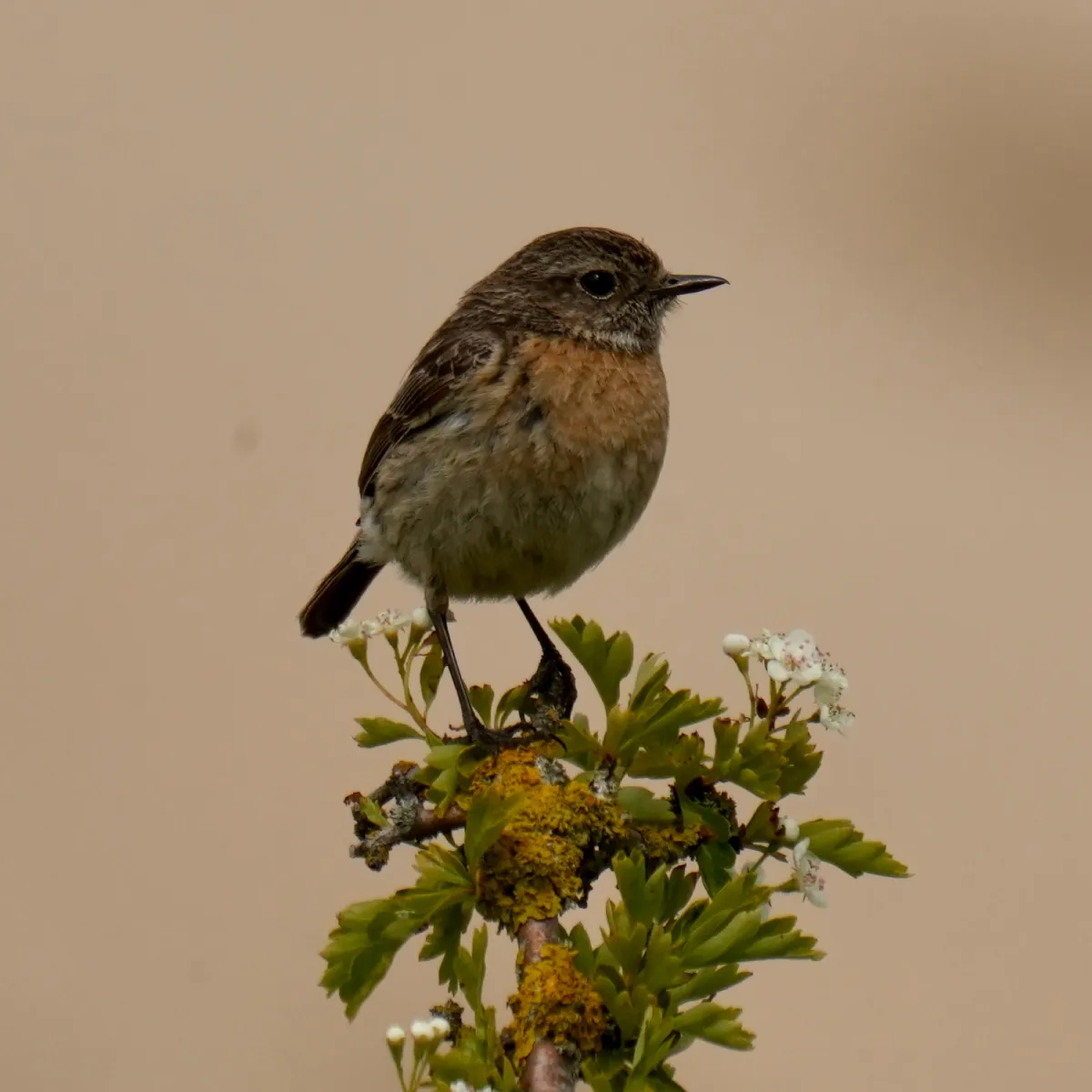 Spotted European Stonechat