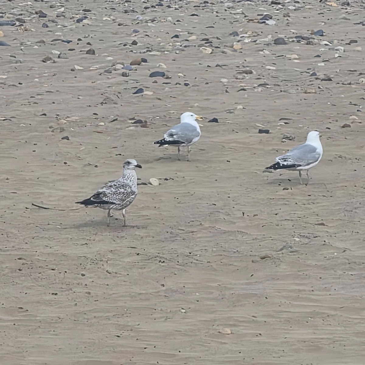 Gespotte Zilvermeeuw