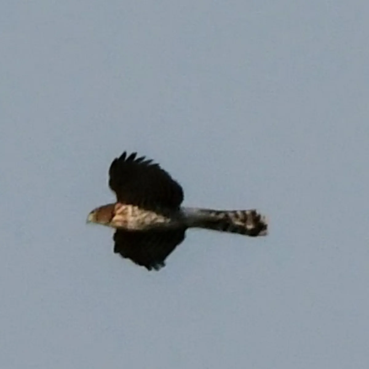 Spotted Cooper's Hawk