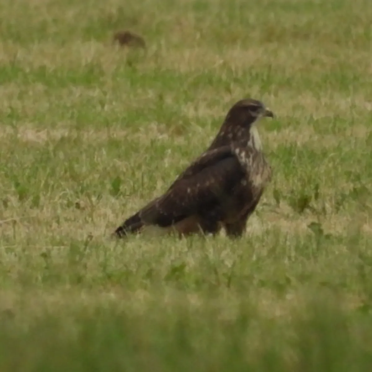 Waargenomen Buizerd