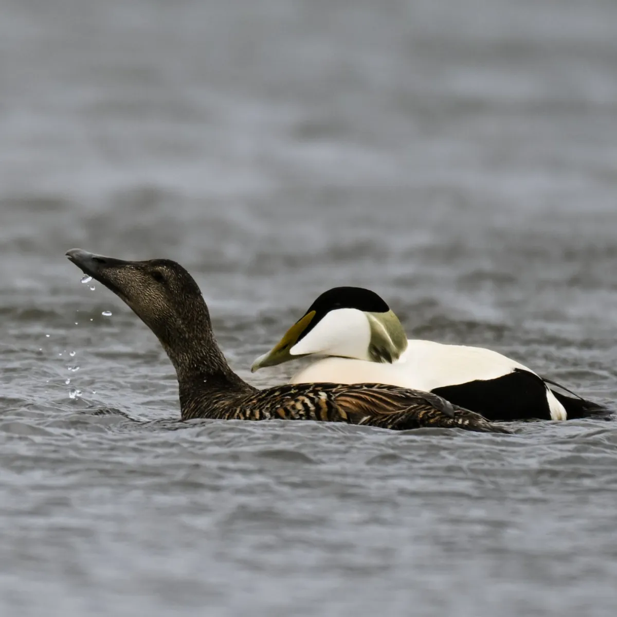Gespotte Eider
