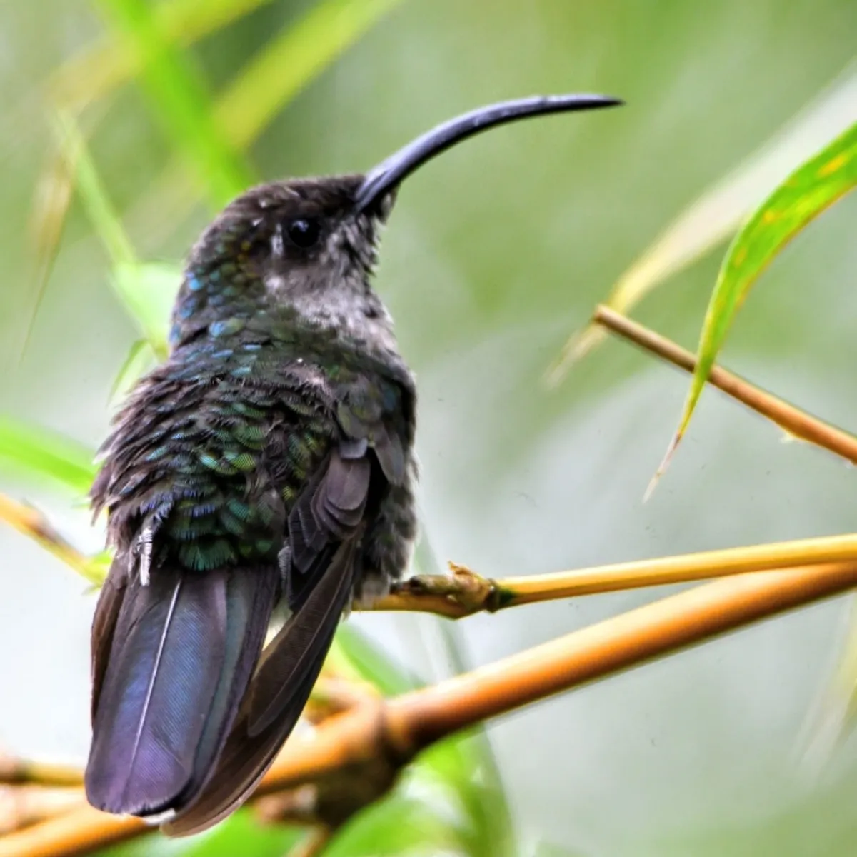Gespotte Violette sabelvleugel