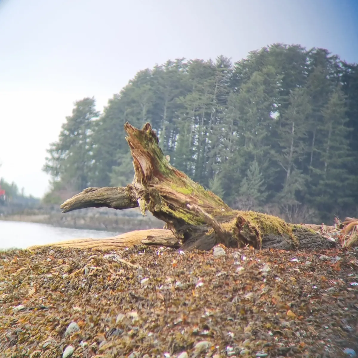 Gespotte Savannahgors