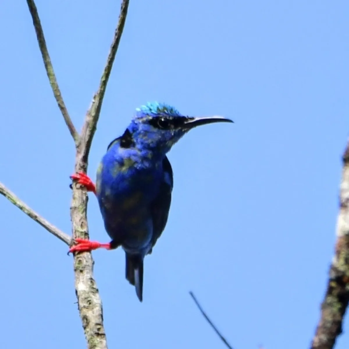 Spotted Red-legged Honeycreeper
