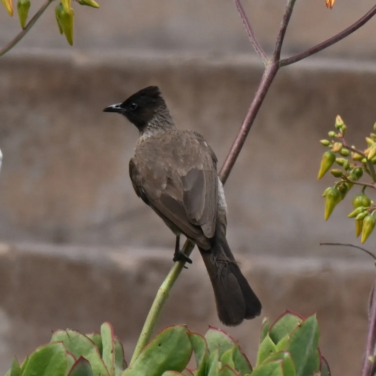 Spotted Common Bulbul