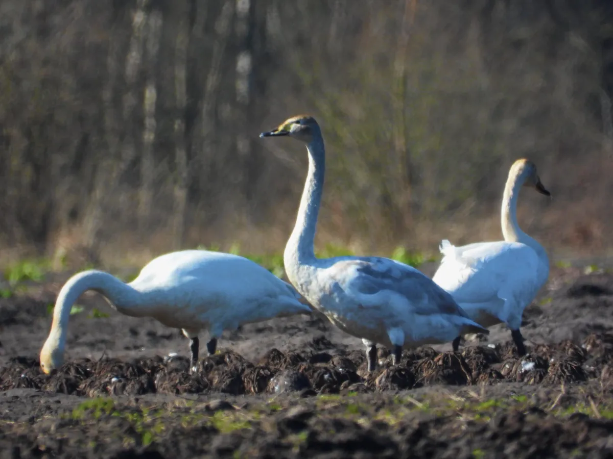 Spotted Whooper Swan