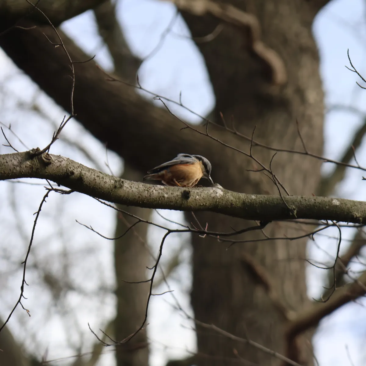 Spotted Eurasian Nuthatch